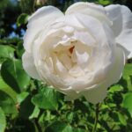 Rozen Desdemona