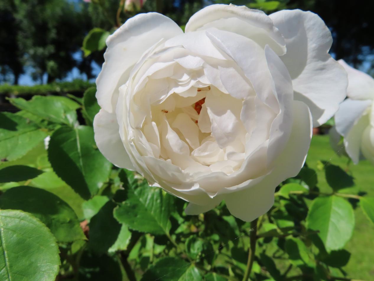 Roos-Desdemona-2 Rozen Desdemona - Afbeelding 1