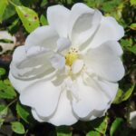 Rozen Diamant