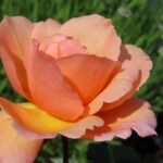 Rozen Doris Tysterman