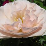 Rozen Dronning Dorethea