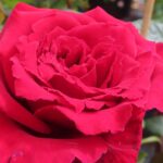 Rozen Duftfestival