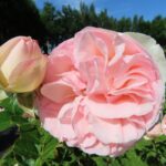 Rozen Eden Climber
