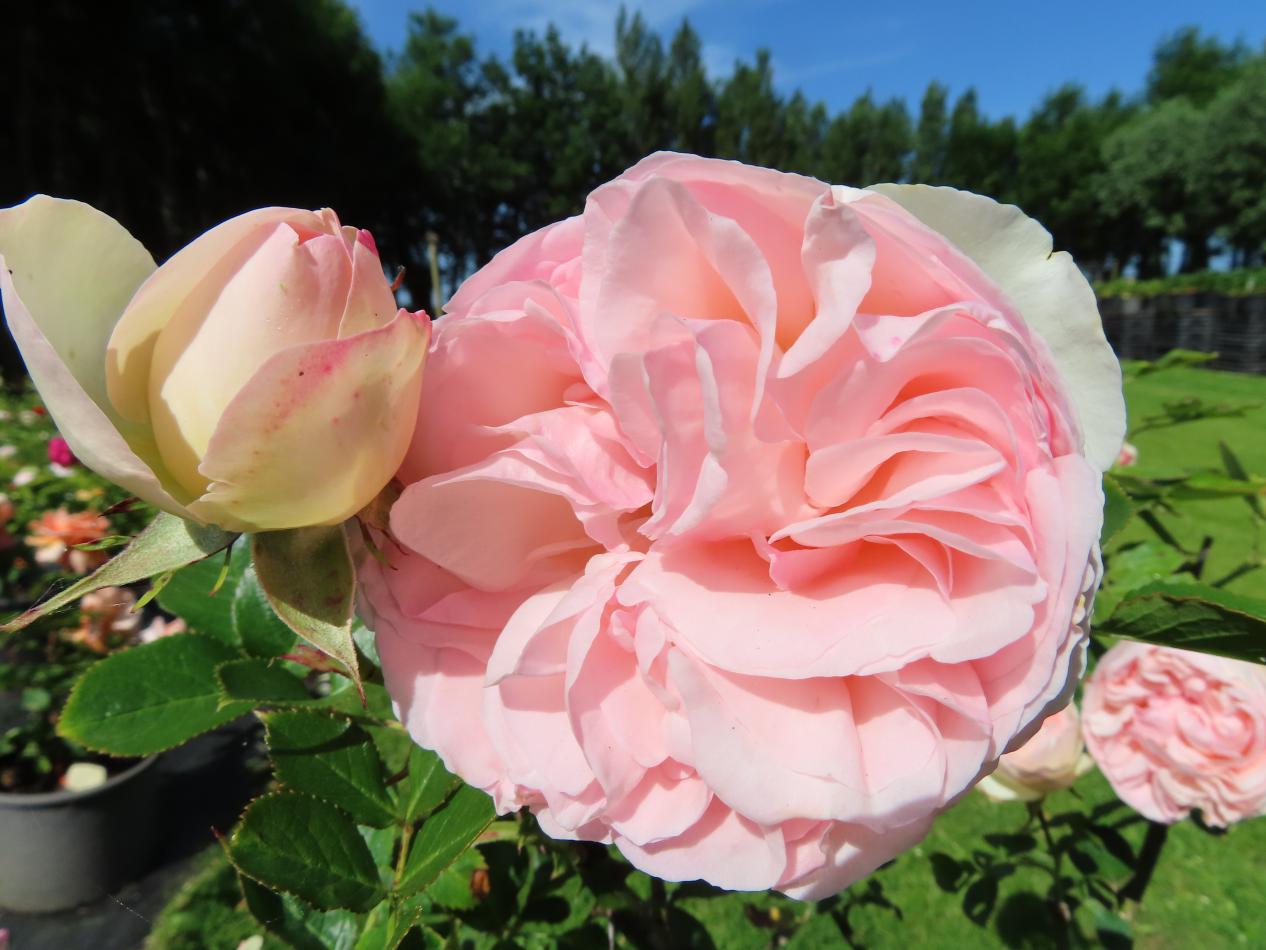 Roos-Eden-Climber-1 Rozen Eden Climber - Afbeelding 1