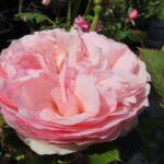 Rozen Eden Rose 88