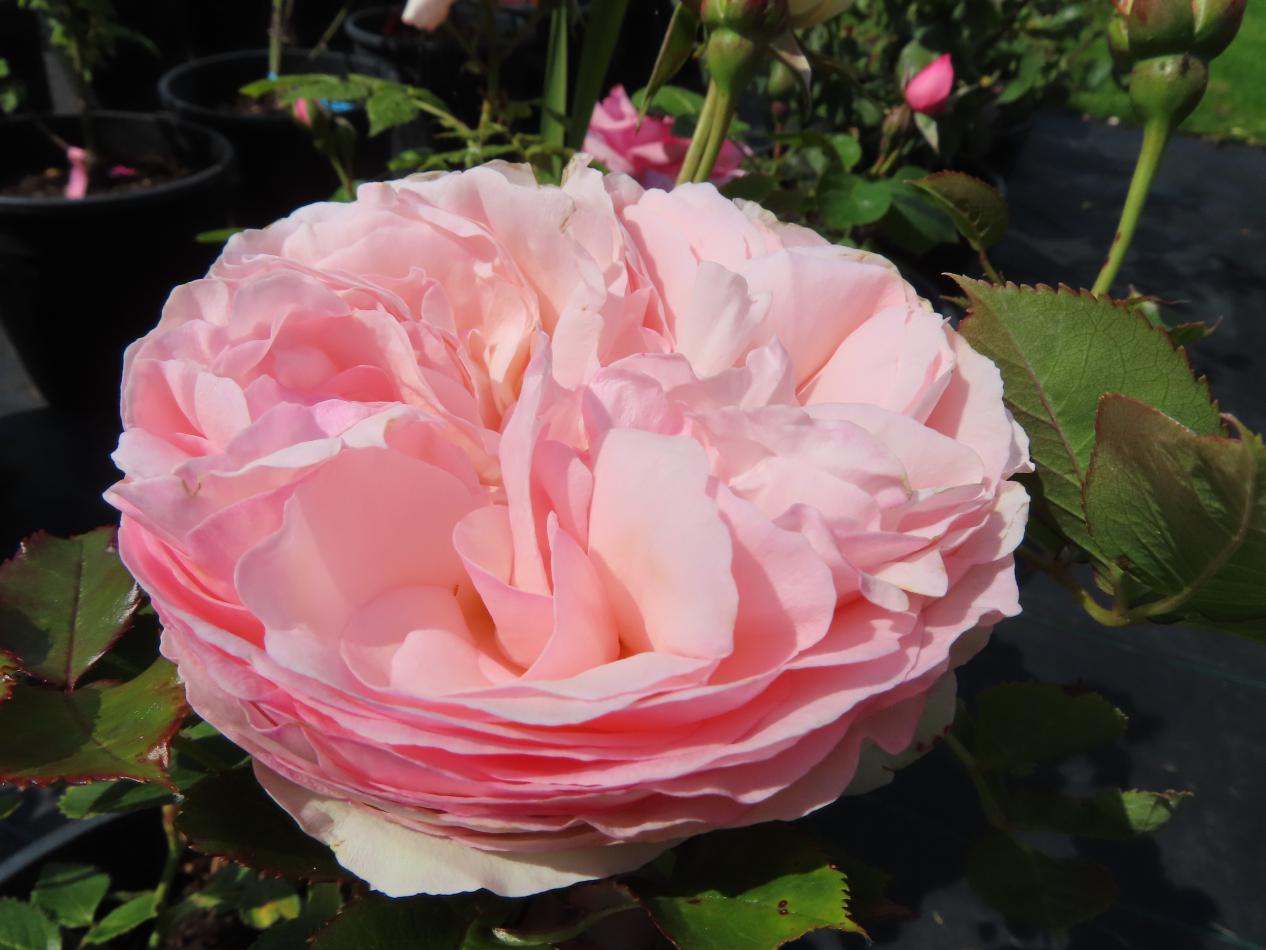 Roos-Edenrox-1 Rozen Eden Rose 88 - Afbeelding 1