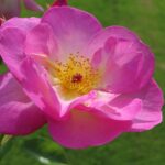 Rozen Escapade