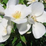Rozen Escimo