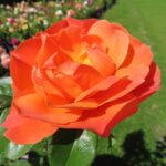 Rozen Fellowship