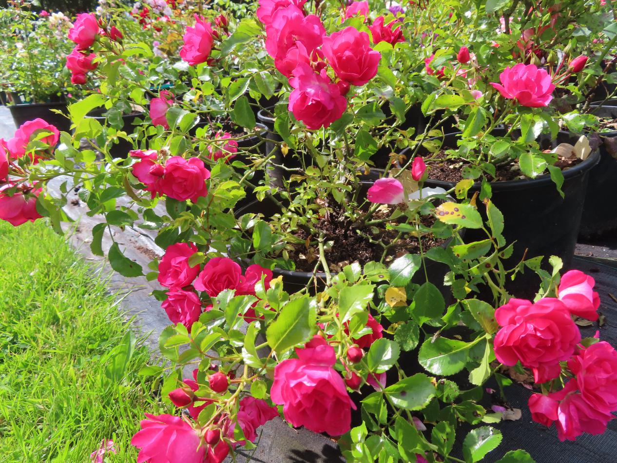 Roos-Flora-Carpet-1 Rozen Flora Carpet - Afbeelding 1