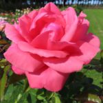 Rozen Focus