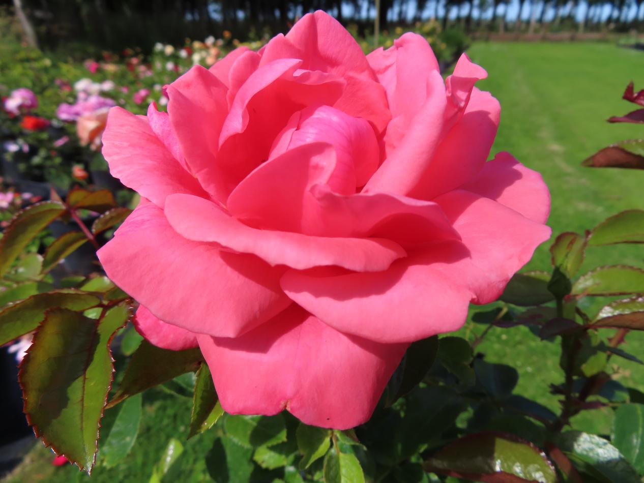 Roos-Focus-1 Rozen Focus - Afbeelding 1