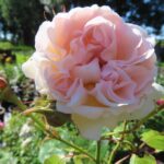 Rozen Fragrant Memories