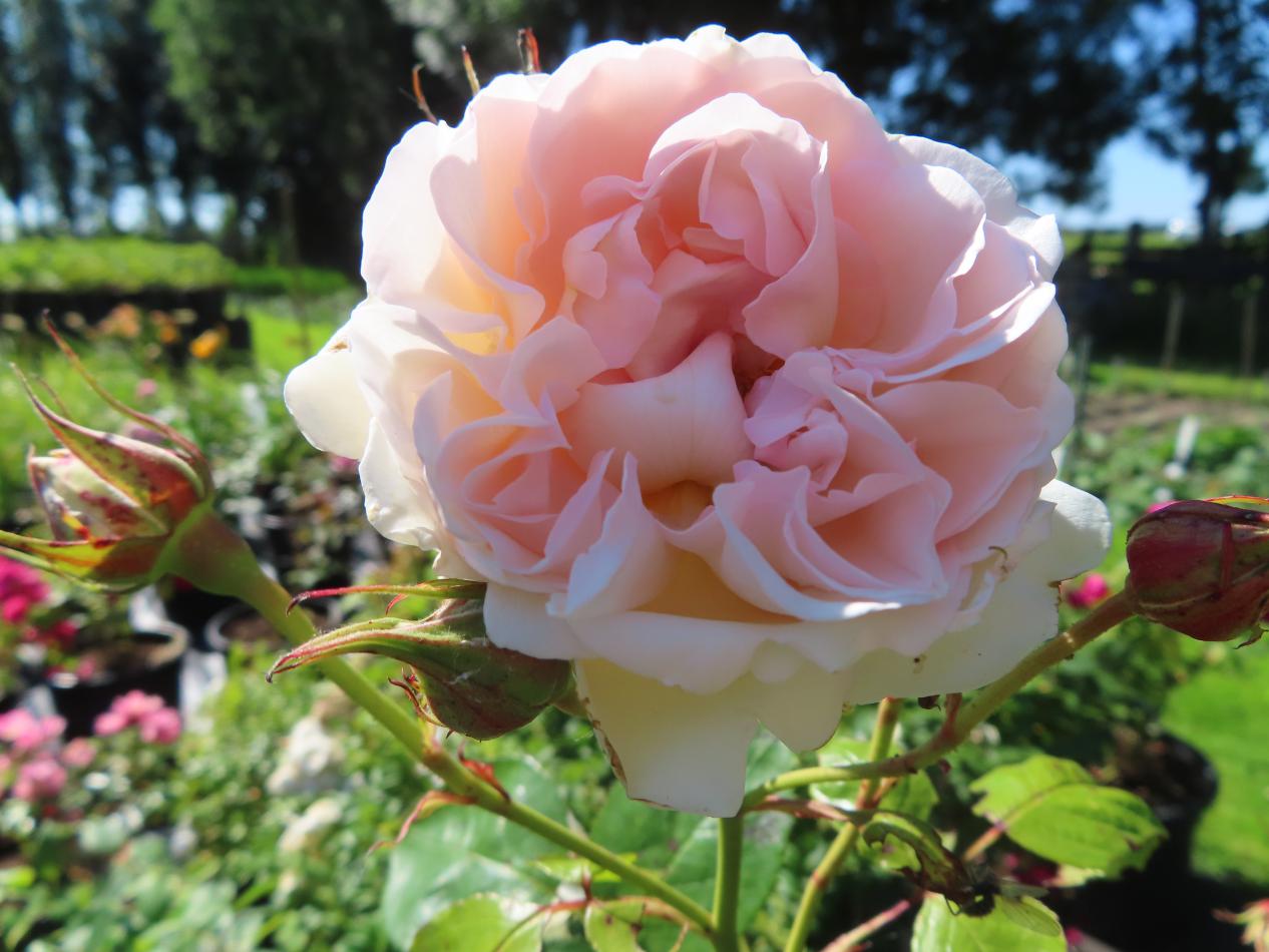Roos-Fragrant-Memories-1 Rozen Fragrant Memories - Afbeelding 1