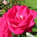 Rozen Frank Michael