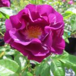Rozen Frantasia