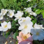 Rozen Frau Holle