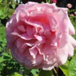 Rozen Frederique Mistral