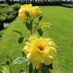 Rozen Friesia