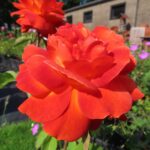 Rozen Fryleyeca