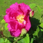 Rozen Gallica Officinalis