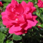 Rozen Gardeners Pleasure