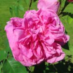 Rozen Gertrude Jekyll