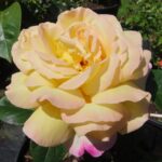 Rozen Gioia