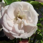 Rozen Glacier Magic