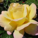 Rozen Gloria Dei