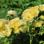 Rozen Golden Border