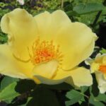 Rozen Golden Wings