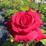 Rozen Grande Amore