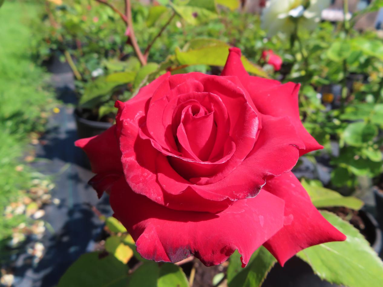 Roos-Grande-Amore-1 Rozen Grande Amore - Afbeelding 1