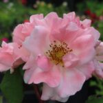 Rozen Grimpant Clair Matin