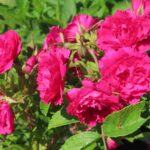 Rozen Grootendorst Red