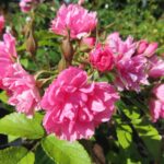 Rozen Grootendorst Pink