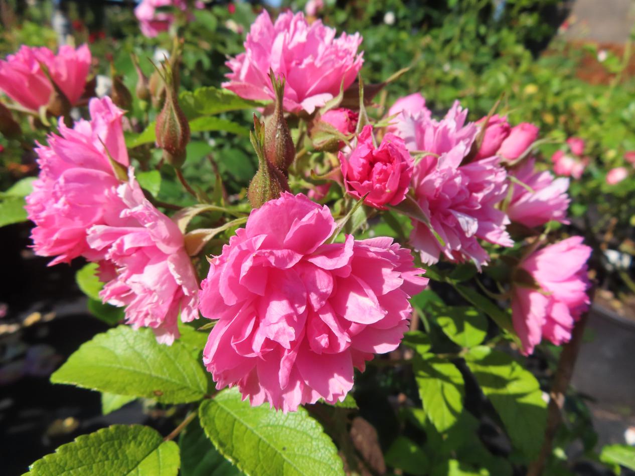 Roos-Grootendorst-Pink-1 Rozen Grootendorst Pink - Afbeelding 1