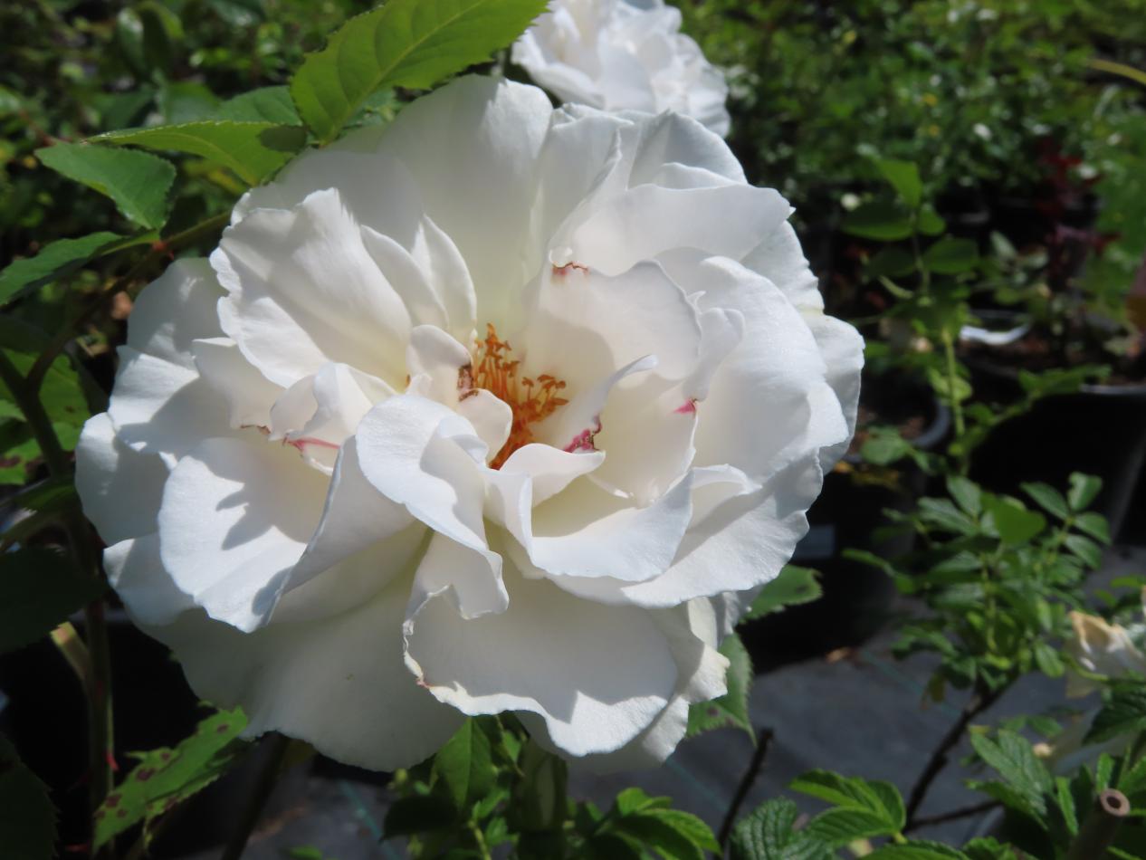 Roos-Harkuly-1 Rozen Harkuly - Afbeelding 1