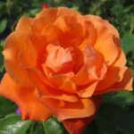 Rozen Harwelcome