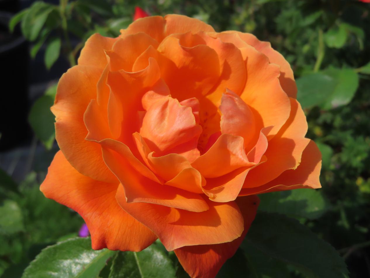 Roos-Harwelcome-1 Rozen Harwelcome - Afbeelding 1