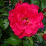 Rozen Heidefeuer