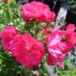Rozen Heidetraum