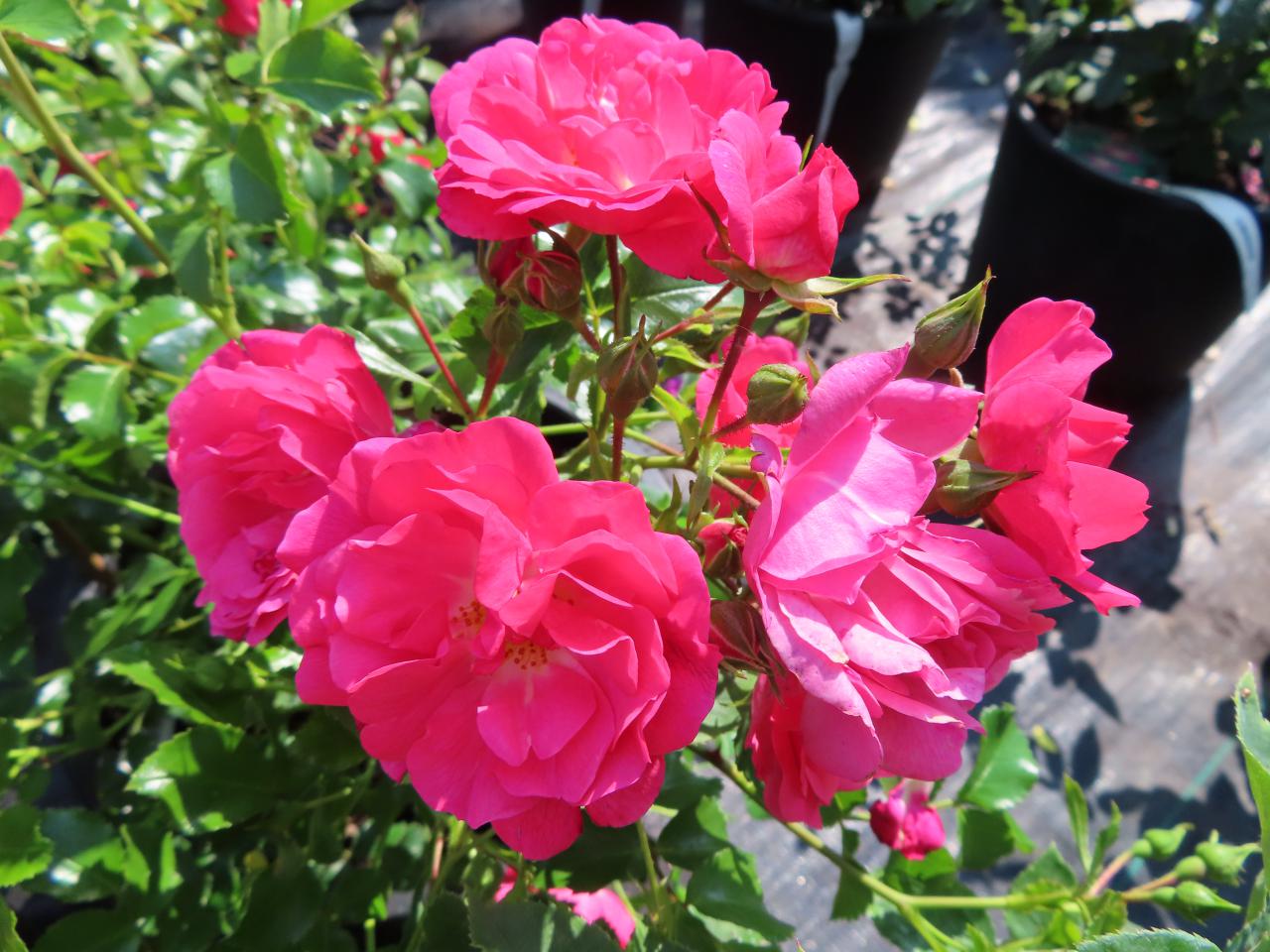 Roos-Heidetraum-1 Rozen Heidetraum - Afbeelding 1