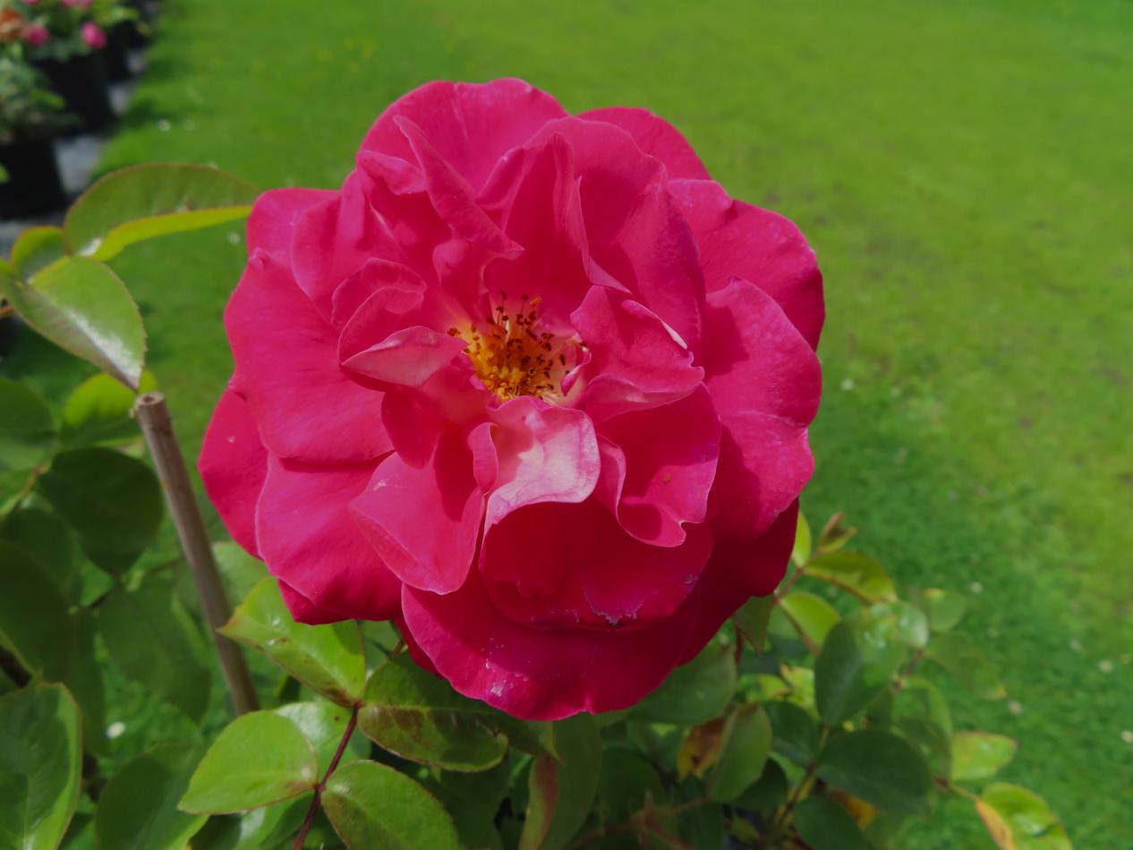 Roos-Heimatmelodie-1 Rozen Heimatmelody - Afbeelding 1