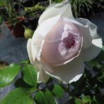 Rozen Herzogin Cristiano