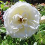 Rozen Iceberg