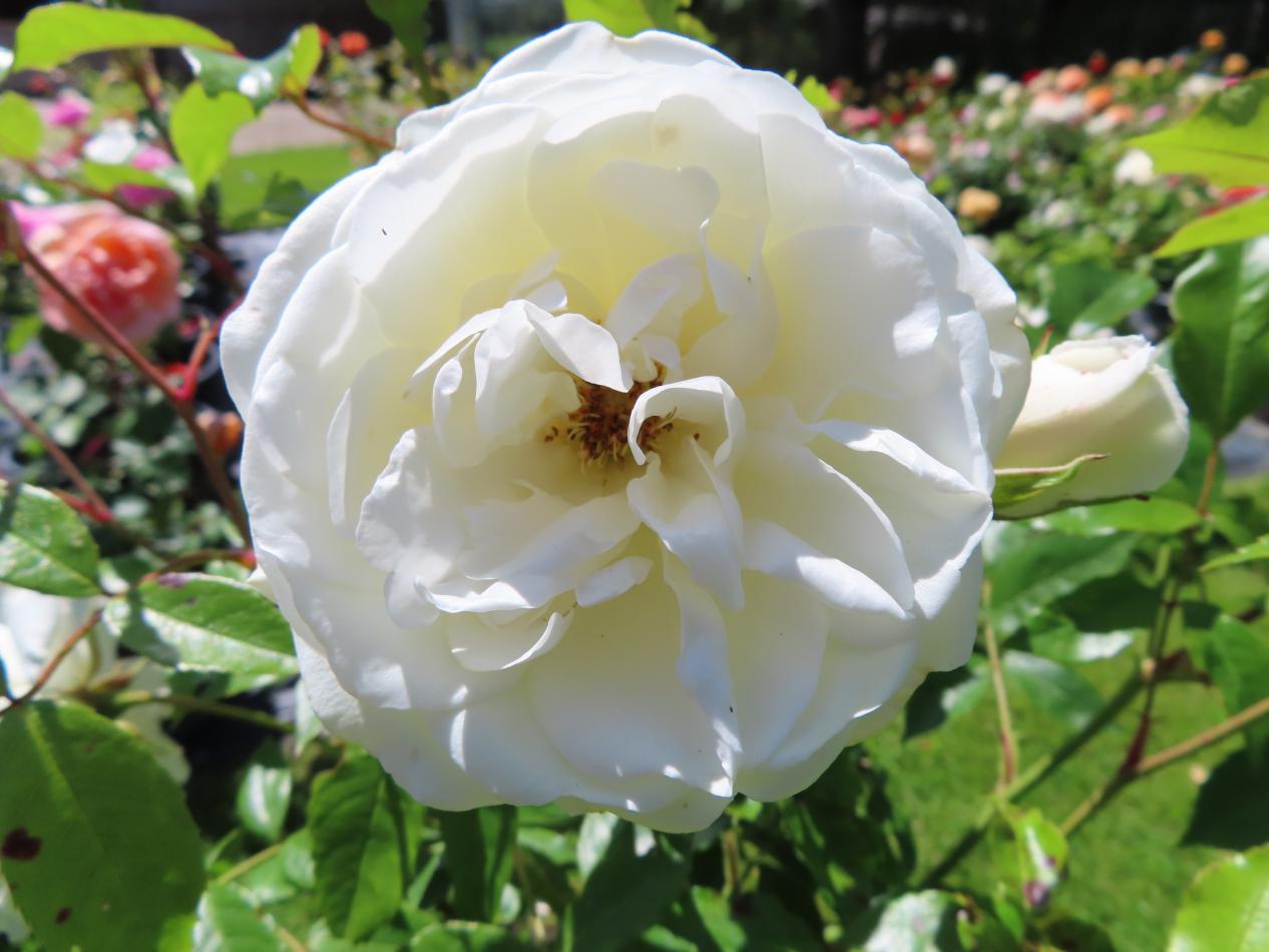 Roos-Iceberg-1-2 Rozen Iceberg - Afbeelding 1