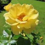 Rozen Jacsego