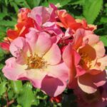 Rozen Jazz
